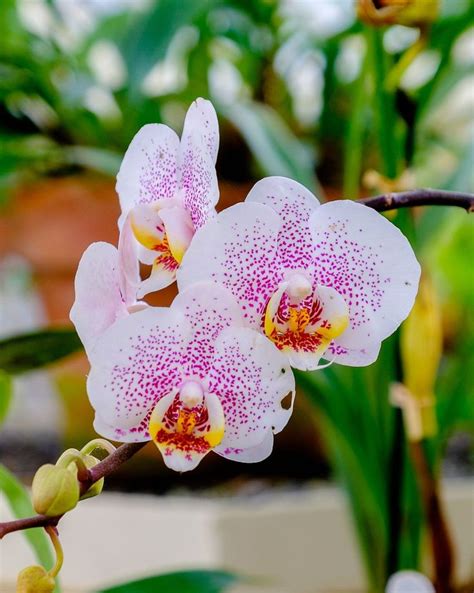 Two Pink And White Orchids On A Tree Branch