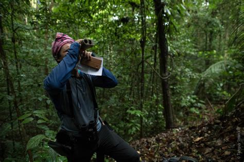 Programme Le Parc Revisité Au Parc Amazonien De Guyane Portail Des