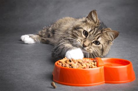 Top 10 Cat Food Ingredients to Avoid