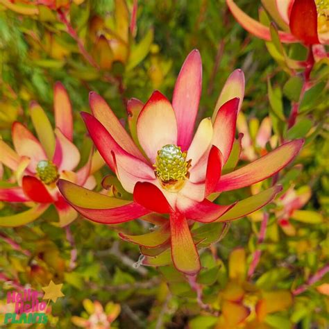 leucadendron amy  pot   plants