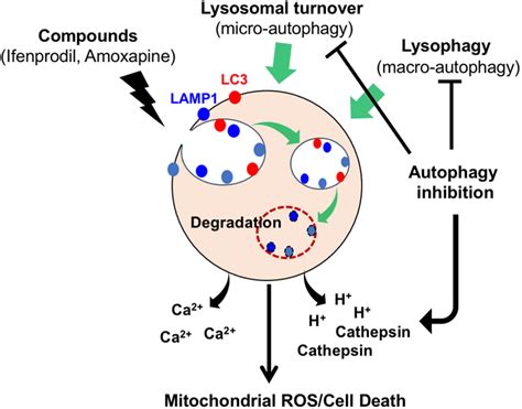 Illustration Showing The Mechanisms Of Synergistic Effects Of Compounds