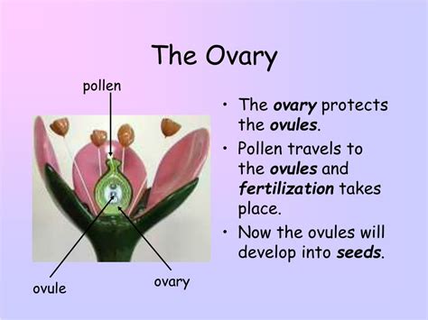 Ppt The Reproductive Parts Of A Flower Agr 161 Unit C Powerpoint