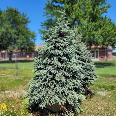 Picea Pungens Var Glauca Colorado Blue Spruce From Home Nursery