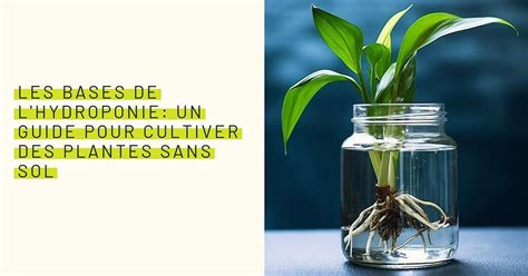 Les Bases De L Hydroponie Un Guide Pour Cultiver Des Plantes Sans Sol