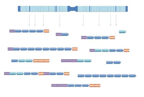 Dna Free Full Text Classification Problems Of Repetitive Dna Sequences