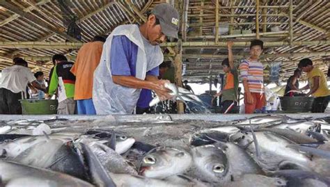 Squeezing In Fish Cages In Kakiputan Channel Inquirer News