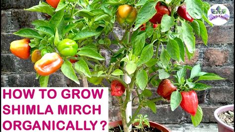 How To Grow Shimla Mirch Capsicum Bell Pepper Organically Youtube