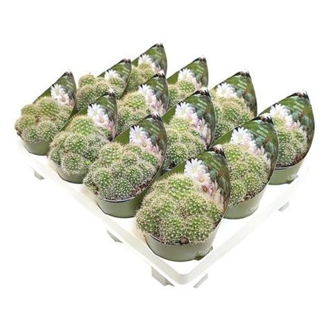 Rebutia Albiflora Plant Wholesale FlorAccess