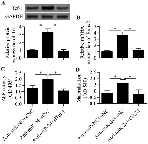 Tcf 1 Knockdown Abrogated The Effect Of Anti MiR 24 On Osteoblast