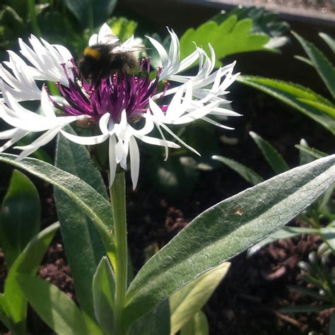 Centaurea Montana Amethyst In Snow Perennial Cornflower Amethyst In