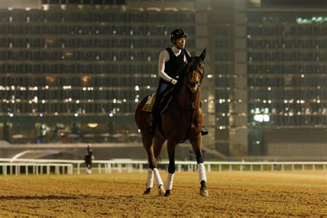 【ドバイwcデー】エントシャイデンやオーソリティら日本馬5頭が馬場で調整 ライフイズグッドやロードノースも馬場入り｜競馬×ai×データ分析