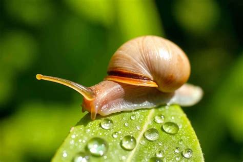 Funny Snail Names With Meanings Ai Generator