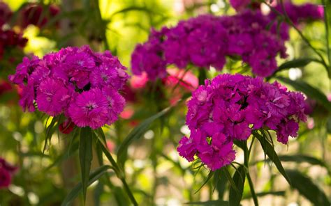 Sweet William [3] wallpaper - Flower wallpapers - #42078