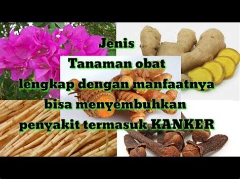 Jenis TANAMAN OBAT Lengkap Dengan Manfaat Dan Khasiatnya YouTube