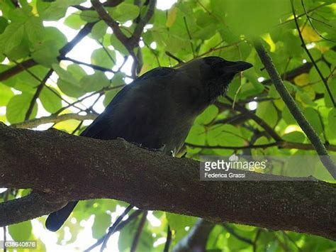 Black Crow Bird Photos And Premium High Res Pictures Getty Images