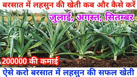 बरसत म लहसन क खत कस कर lahsun ki kheti garlic farming