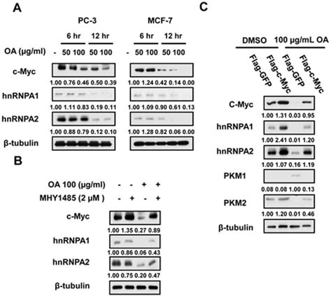 A The Expression Of C Myc HnRNPA1 And HnRNPA2 Was Determined By