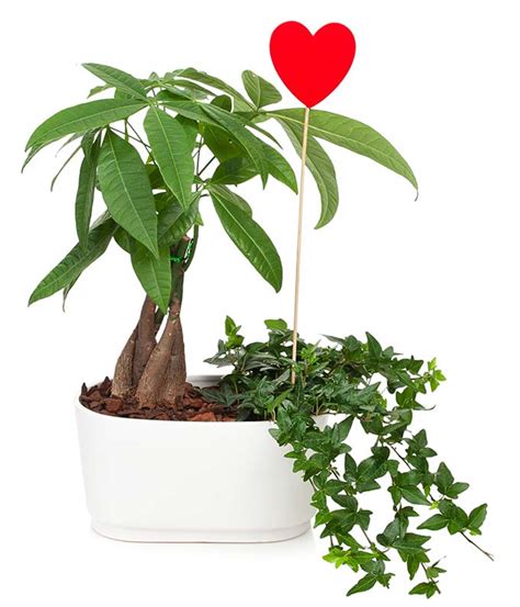 Money Tree Garden Of Love At From You Flowers