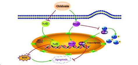 Possible Mechanisms Of Oridonin Induced Mitochondrial Apoptosis In