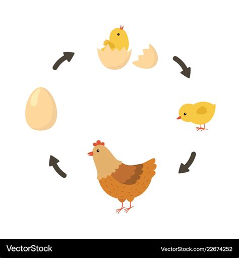 Life Cycle Chicken Royalty Free Vector Image Vectorstock