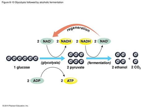 Ppt Harvesting Energy Glycolysis And Cellular Respiration Powerpoint