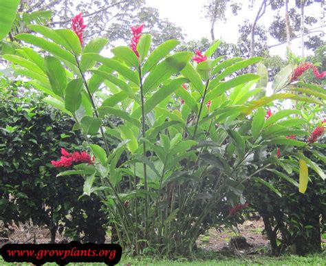 Alpinia purpurata - How to grow plants