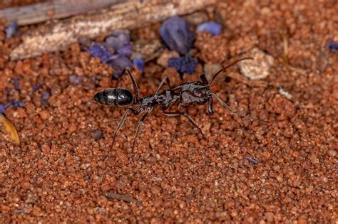 Premium Photo Adult Red Trap Jaw Ant Of The Genus Odontomachus