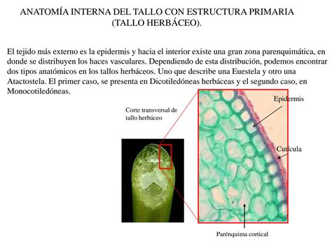 SOLUTION Anatomia Interna Tallo Raiz Biologia Vegetal Studypool