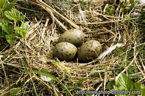 seagull's nest - photo/picture definition at Photo Dictionary - seagull ...