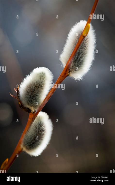 Extreme Close Up Of Highlighted Pussy Willows On A Thin Branch Calgary