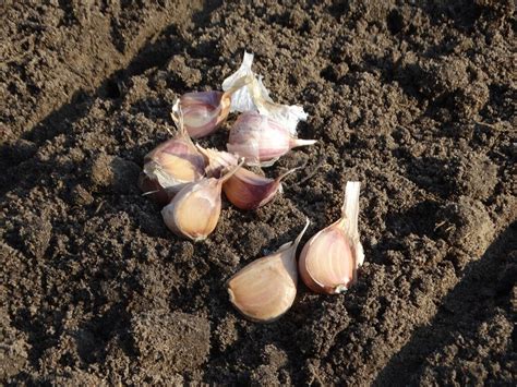 Чеснок который сажают целыми головками (кустовой): как сажать с фото