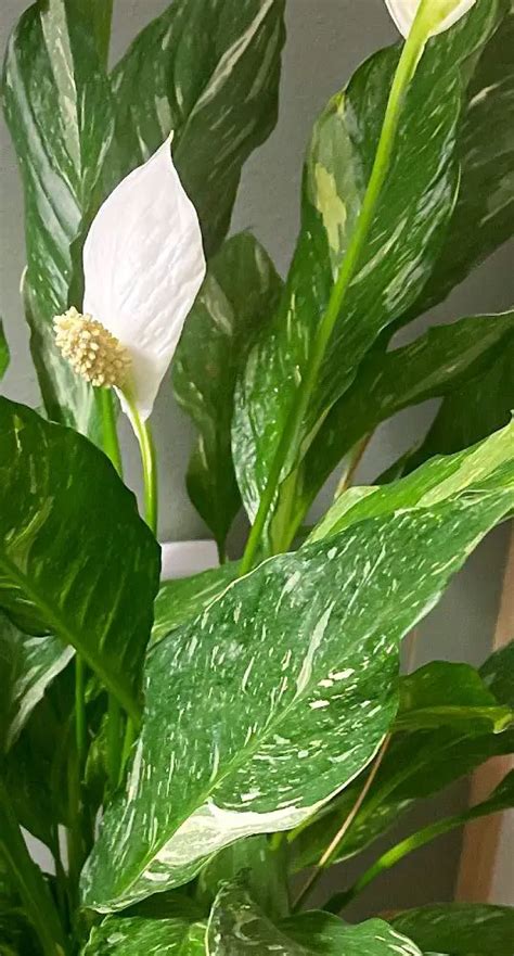 Domino Peace Lily Care Guide The Contented Plant