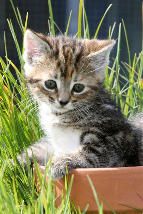 Journée Des Animaux Top 10 Des Animaux Les Plus Mignons Photos