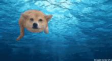 Dog Splash GIF - Dog Splash - Discover & Share GIFs