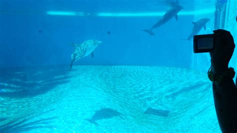 dolphin habitat  dolphins  chelseaheller  deviantart