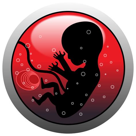 Baby In Womb PNG Transparent Baby In Womb.PNG Images. | PlusPNG