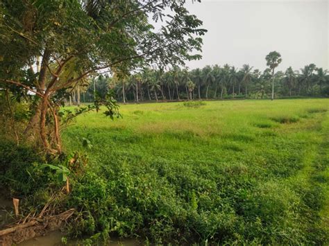 Agricultural Land Cent For Sale In Amalapuram East Godavari