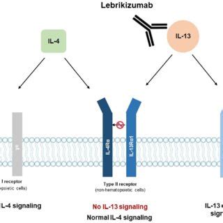 Ongoing clinical trials investigating lebrikizumab for treatment of ...