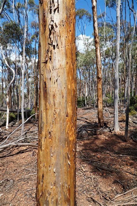 Ochre Trail Dryandra Woodlands National Park The Long Ways Better