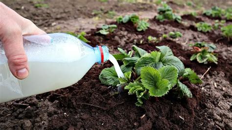 ¿cómo Usar Vinagre En Tu Jardín Un Truco Insospechado Para Proteger