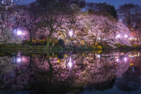 Cherry Blossoms Of Inokashira Park Inokashira Park Stock Photo - Image of japan, kichijoji ...