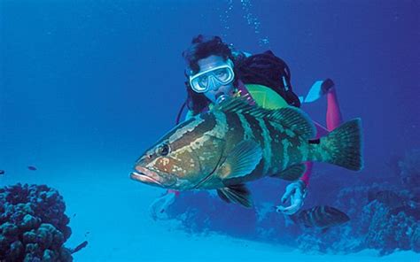 Scuba Diving Baia de Todos os Santos Salvador Bahia Brazil