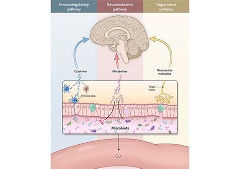 The Microbiota Gut Brain Axis Physiological Reviews