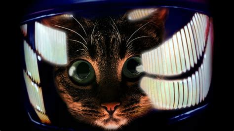 HD wallpaper: Cats, Futuristic | Wallpaper Flare