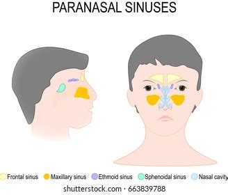 Paranasal Sinus Nasal Cavity Frontal Ethmoidal Stock Illustration