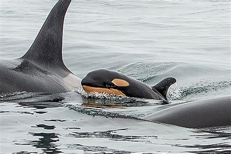 New orca calf reported in southern resident J pod | HeraldNet.com