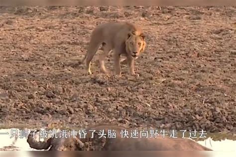 一头野牛深陷泥潭，狮子见状以为是惊喜，殊不知这是最后的晚餐！野牛泥潭最后的晚餐