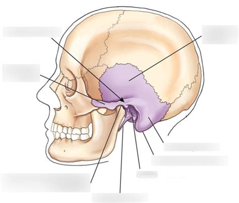 Temporal Bone Squamous And Mastoid Portions Diagram Quizlet