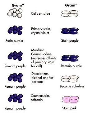 Gram Stain | Microbiology Lab