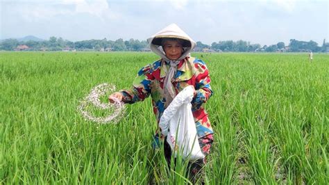 Kementan Minta Tambahan Anggaran Rp Triliun Untuk Ganti Kekurangan